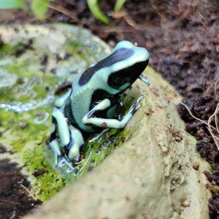 Dendrobates auratus, Schildpad, 0 tot 2 jaar