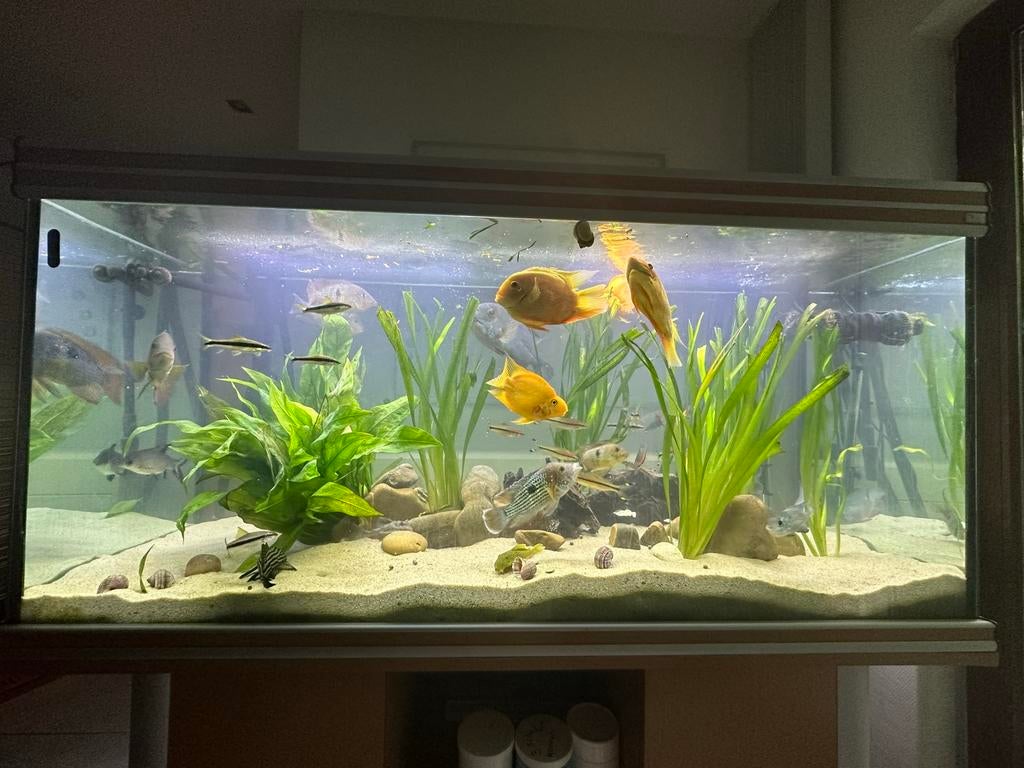 Aquatlantis aquarium 150cm breed, Dieren en Toebehoren, Ophalen, Gebruikt, Leeg aquarium