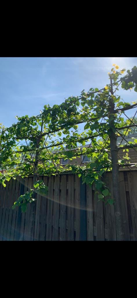 6 Leibomen, Ophalen, Volle zon, Overige soorten