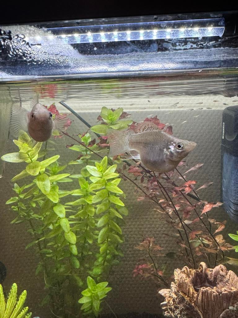 Gratis Balloon molly visjes, Dieren en Toebehoren, Vissen | Aquariumvissen, Vis