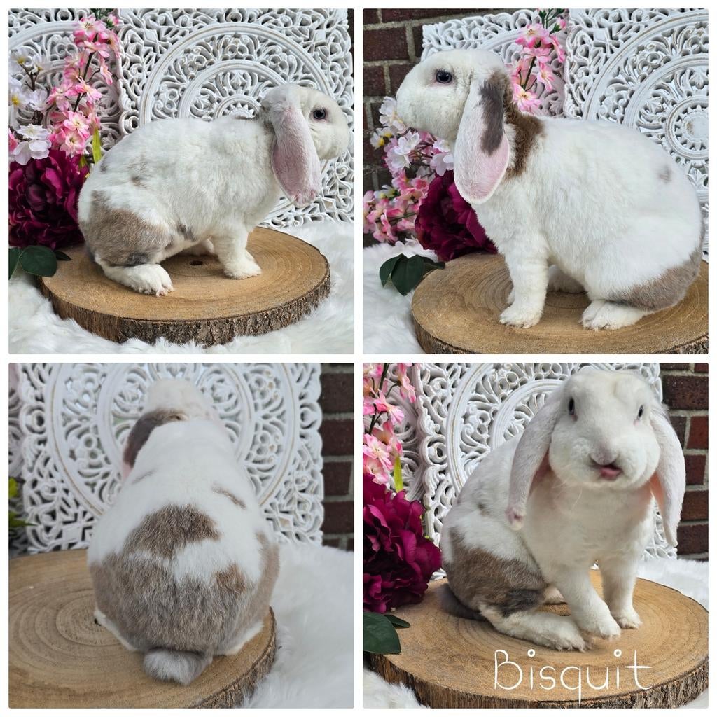 Lieve, grappige gecastreerde rex hangoordwerg ram, Mannelijk, Dwerg, Hangoor, 0 tot 2 jaar