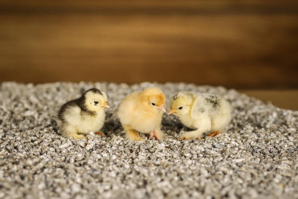 Cochin kriel kippenkuikens | Gesekst en Ingeënt, Vrouwelijk, Kip