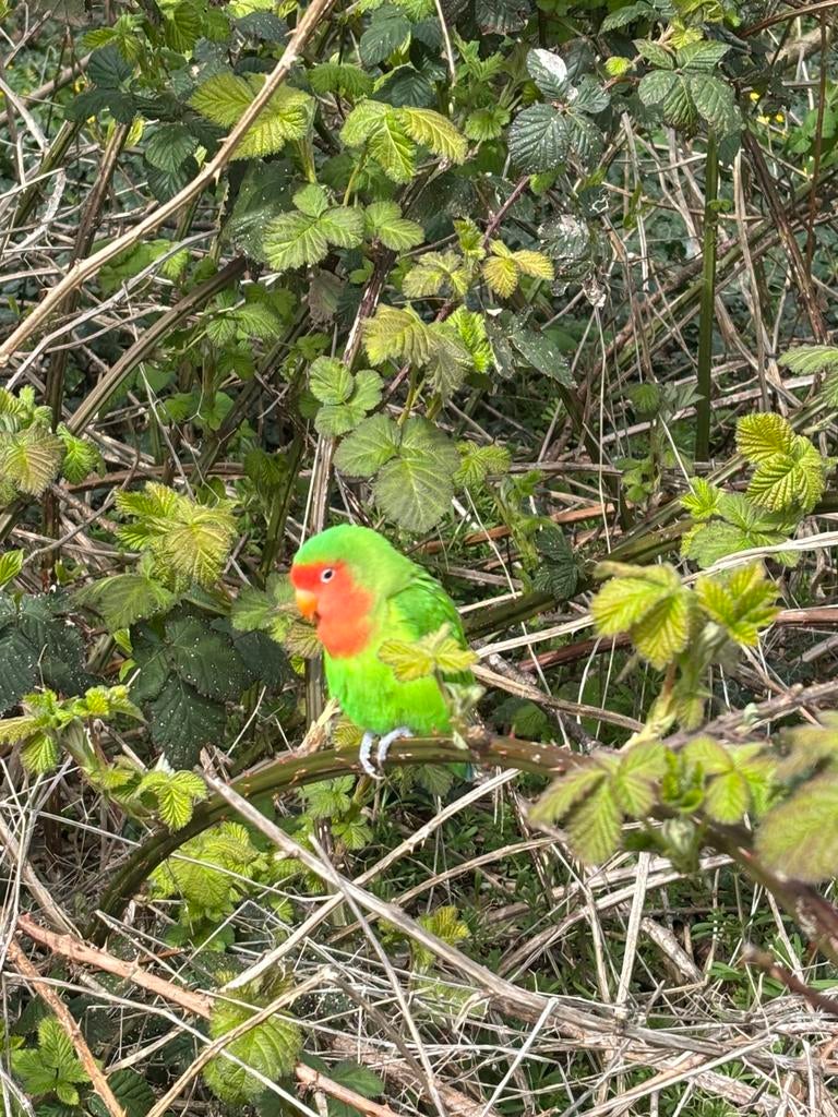 Vogel gevonden, Geslacht onbekend, Parkiet