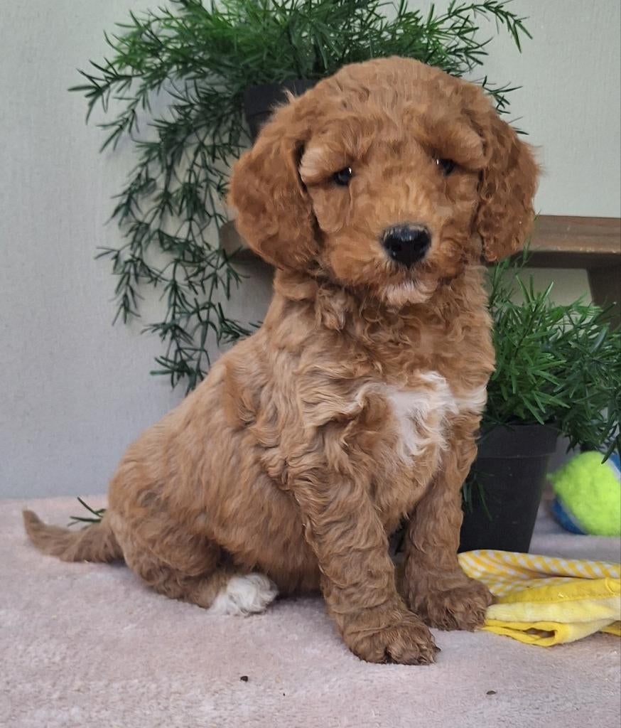 Australian labradoodle pups !!!, Nederland, Overige rassen, Meerdere, Meerdere dieren