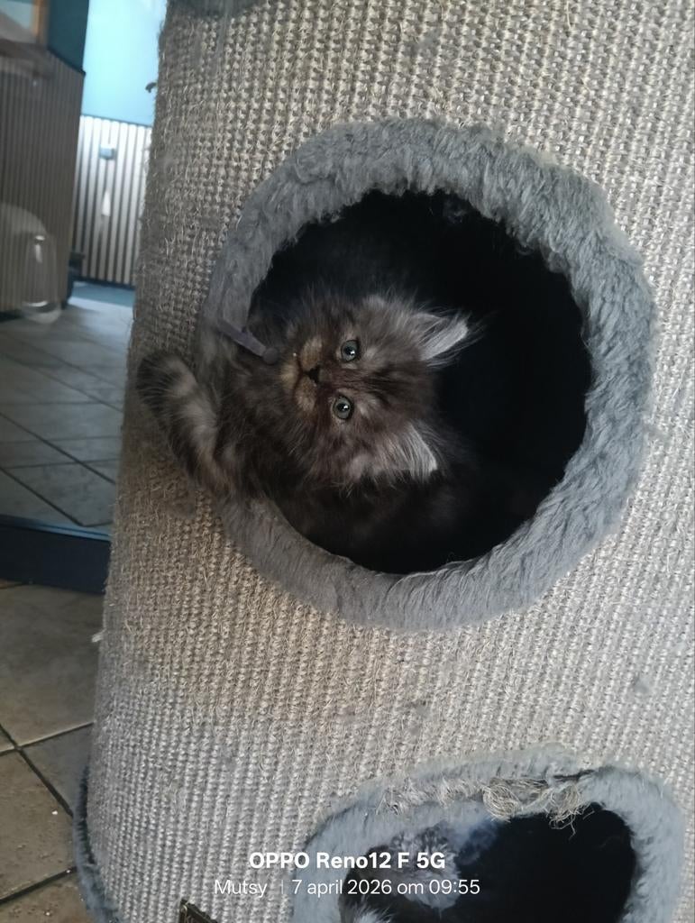 Maine Coon kittens, Dieren en Toebehoren, Meerdere dieren, Gechipt, 0 tot 2 jaar