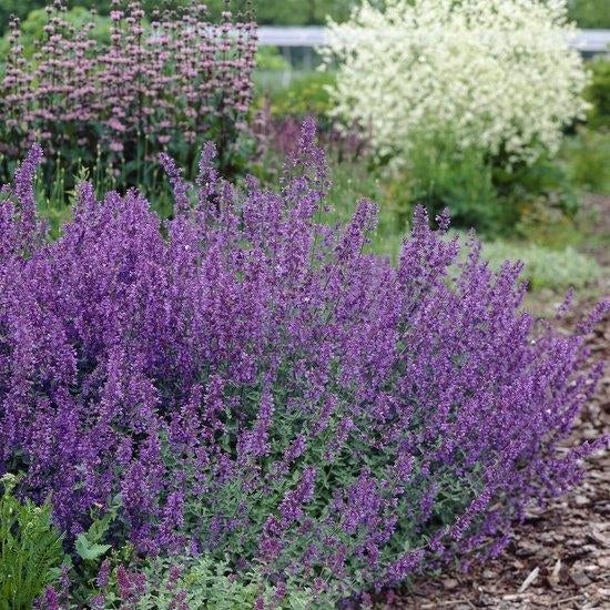 Kattenkruid stekjes, Volle zon, Vaste plant, Zomer, Ophalen