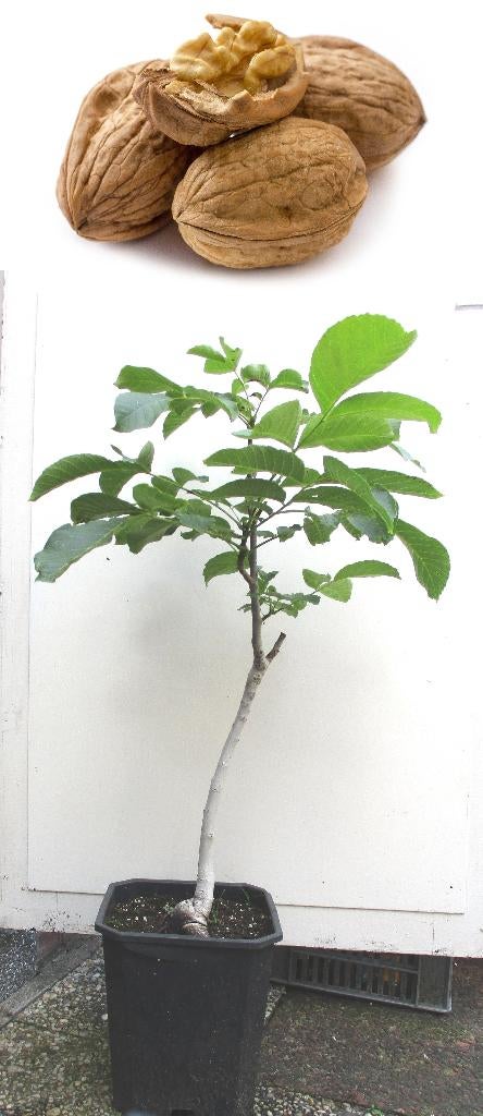 Walnootboom- 1.05 mtr. H- Juglans Regia, Lente, Volle zon, In pot, Ophalen of Verzenden