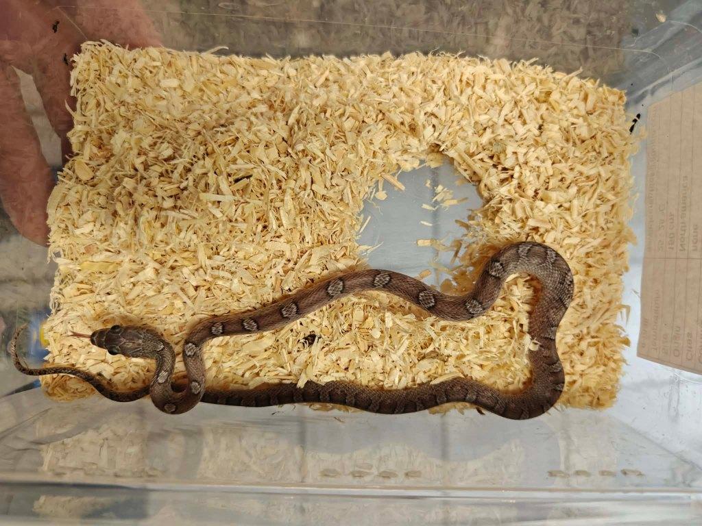 Rattenslang pewter, Dieren en Toebehoren, Slang, 0 tot 2 jaar