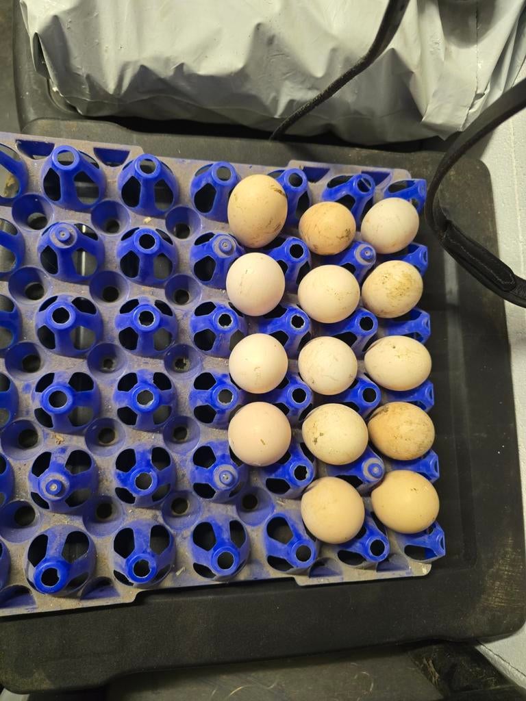 Broedeieren usa zijdehoen, Dieren en Toebehoren, Pluimvee, Geslacht onbekend, Kip