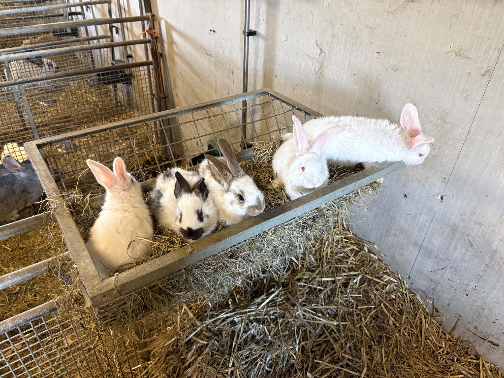 Vlaamse reus, Mannelijk, Groot