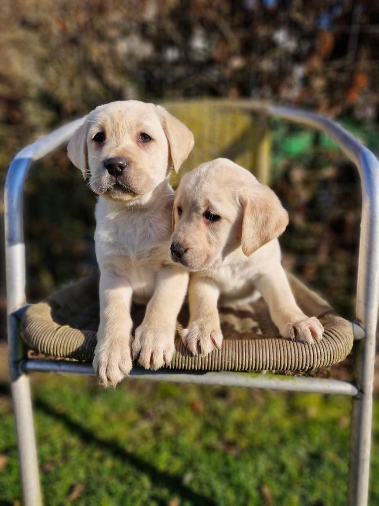 Labrador pup, Dieren en Toebehoren, Parvo, 8 tot 15 weken, Teef, Labrador retriever