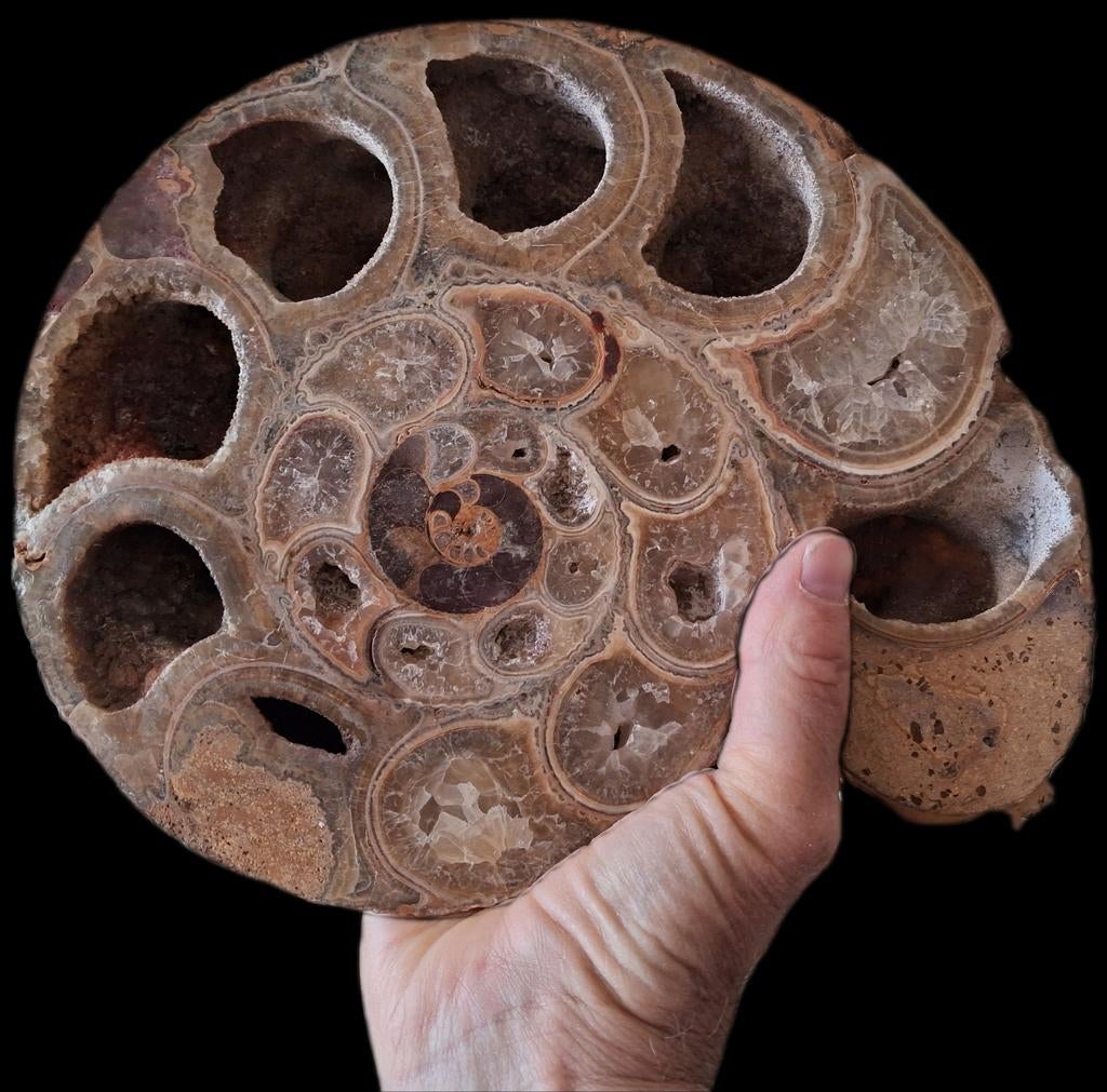 Ammoniet / fossiel (26 cm x 22 cm x 6 cm), Ophalen of Verzenden