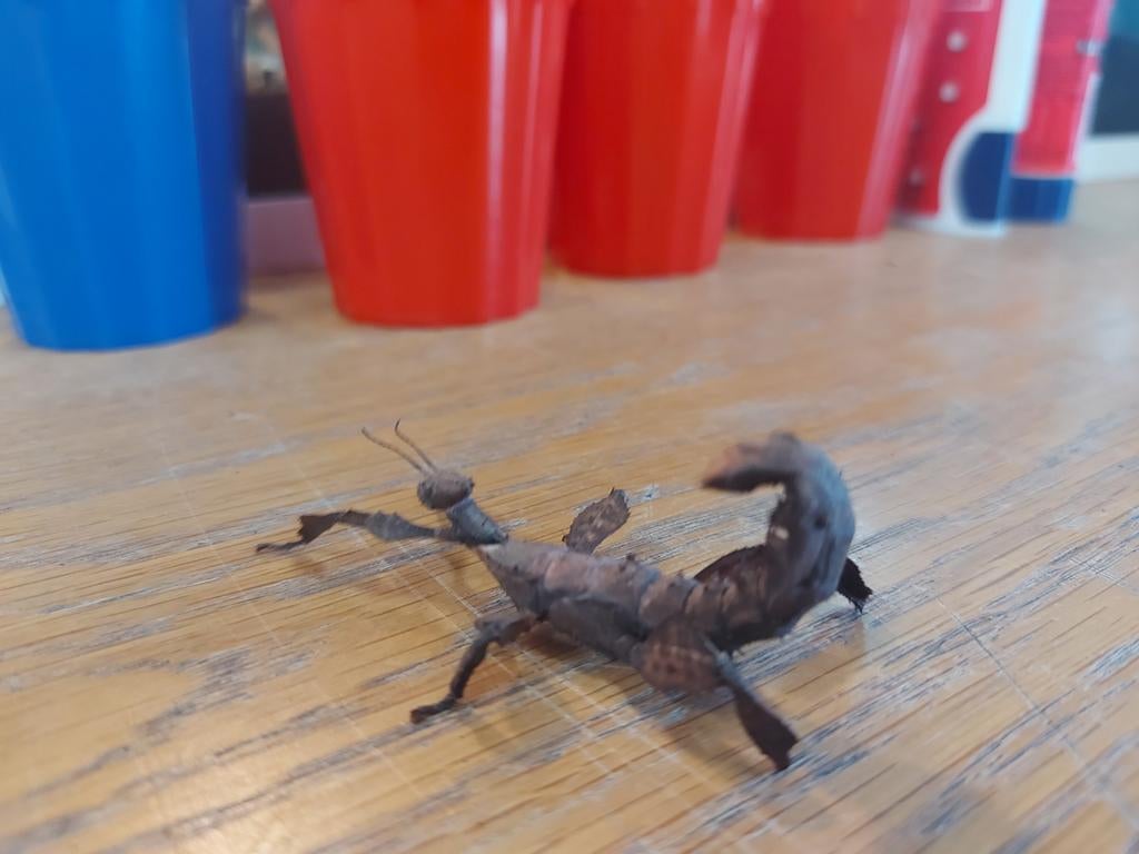 Flappentakken, Dieren en Toebehoren, Overige soorten, 0 tot 2 jaar