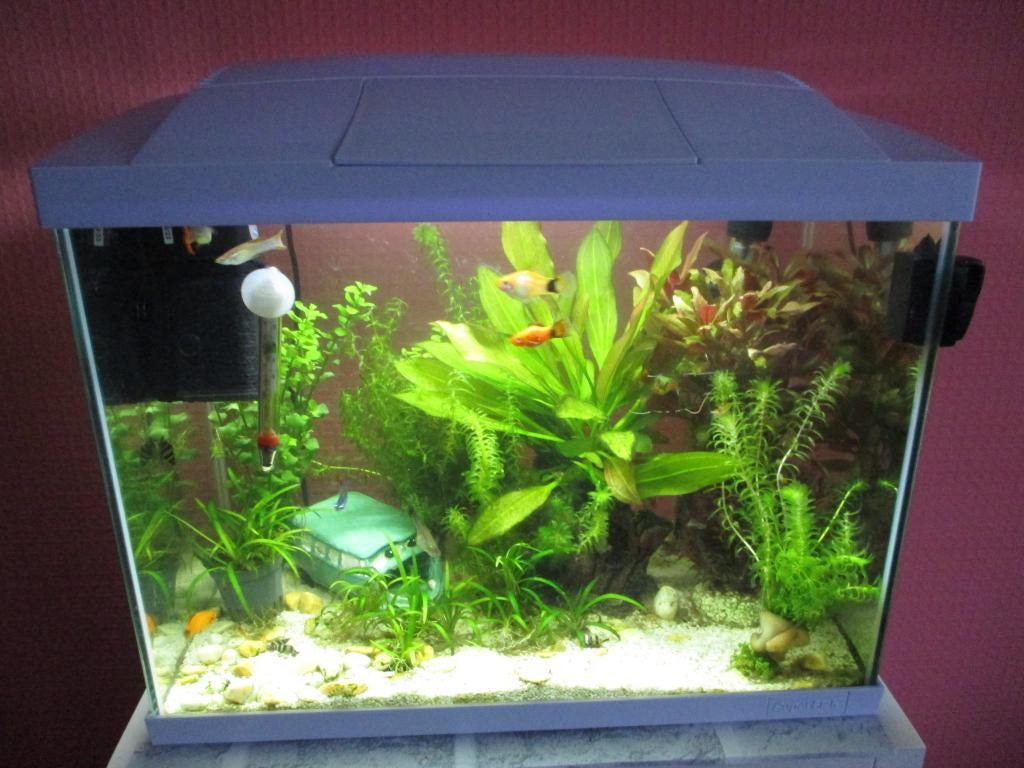 Compleet aquarium 45 liter., Ophalen, Inclusief vissen, Zo goed als nieuw, Gevuld zoetwateraquarium