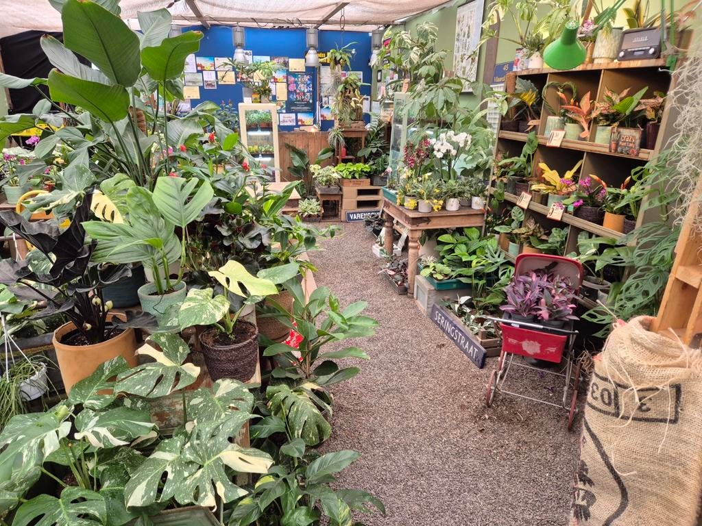 Monstera Thai Constellation p13 (36), Huis en Inrichting, Kamerplanten, Ophalen of Verzenden, Halfschaduw, Minder dan 100 cm