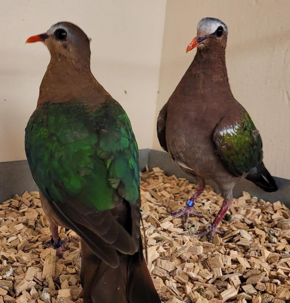 Groenvleugelduiven, Dieren en Toebehoren, Meerdere dieren, Geringd
