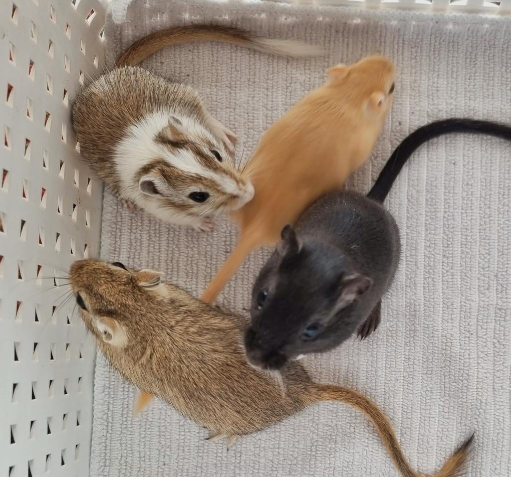 Lieve jonge gerbils handtam en overdag actief, Maart, Meerdere dieren, Tam