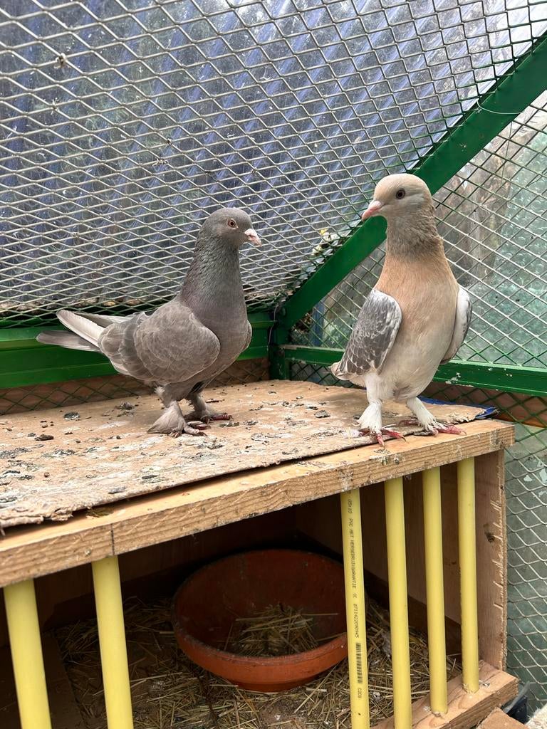 Takla koppel voor weinig geld, Dieren en Toebehoren, Meerdere dieren, Overige soorten