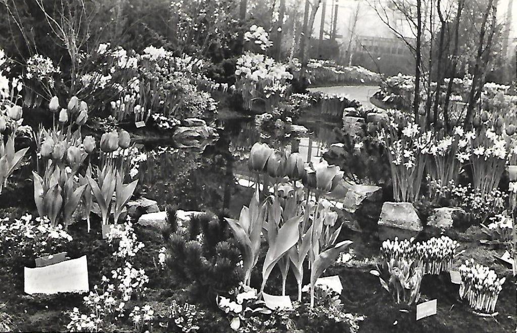 Bovenkarspel- -West Friese Flora., Verzenden, 1940 tot 1960, Gelopen, Noord-Holland