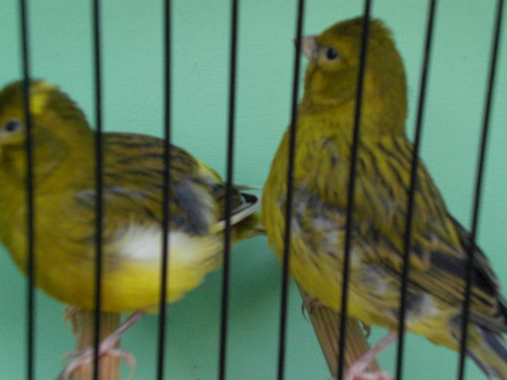 fife fancy.s, Meerdere dieren, Postuurkanarie