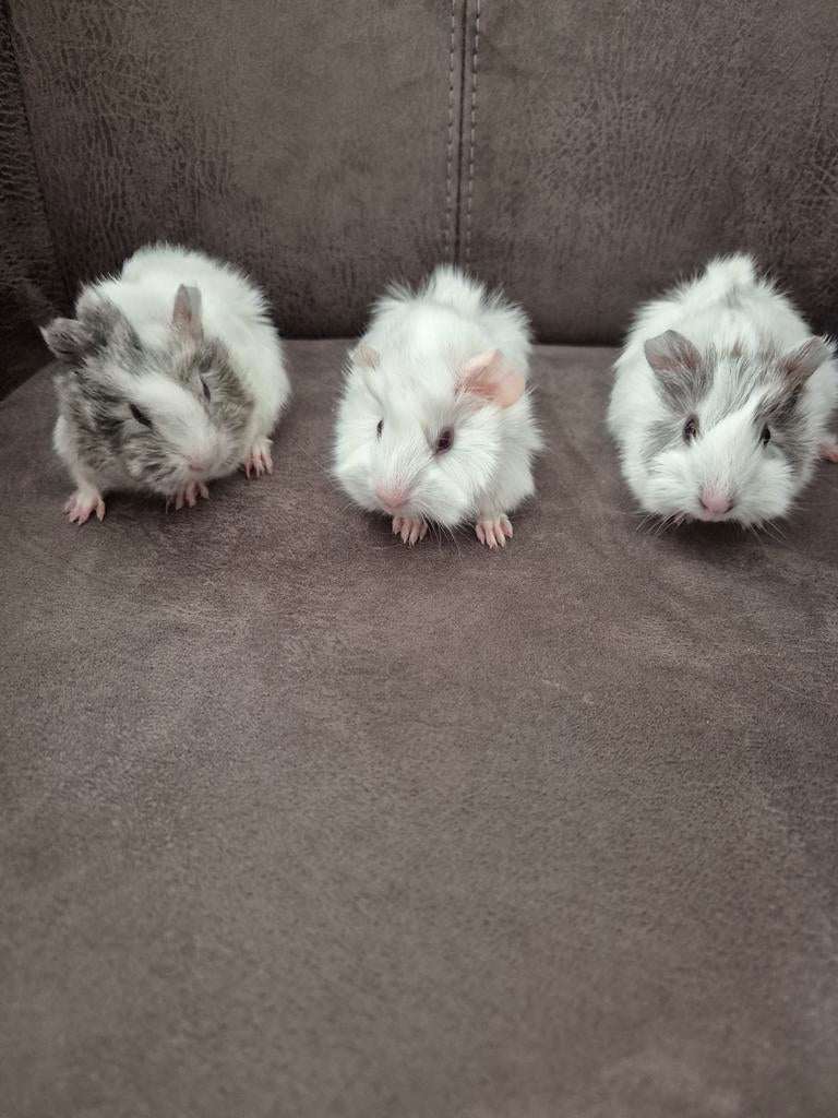 3 caviaatjes geboren op 17-3-26 beertjes, Dieren en Toebehoren, Knaagdieren, Mannelijk, Tam, Maart, Cavia