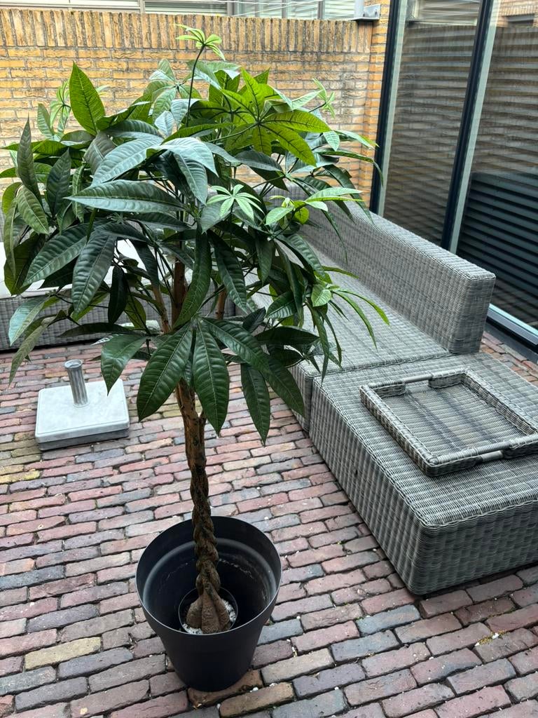 Pachira Kunst Boompje 150 cm Met Gedraaide Stam, Ophalen, Overige soorten, Halfschaduw, In pot