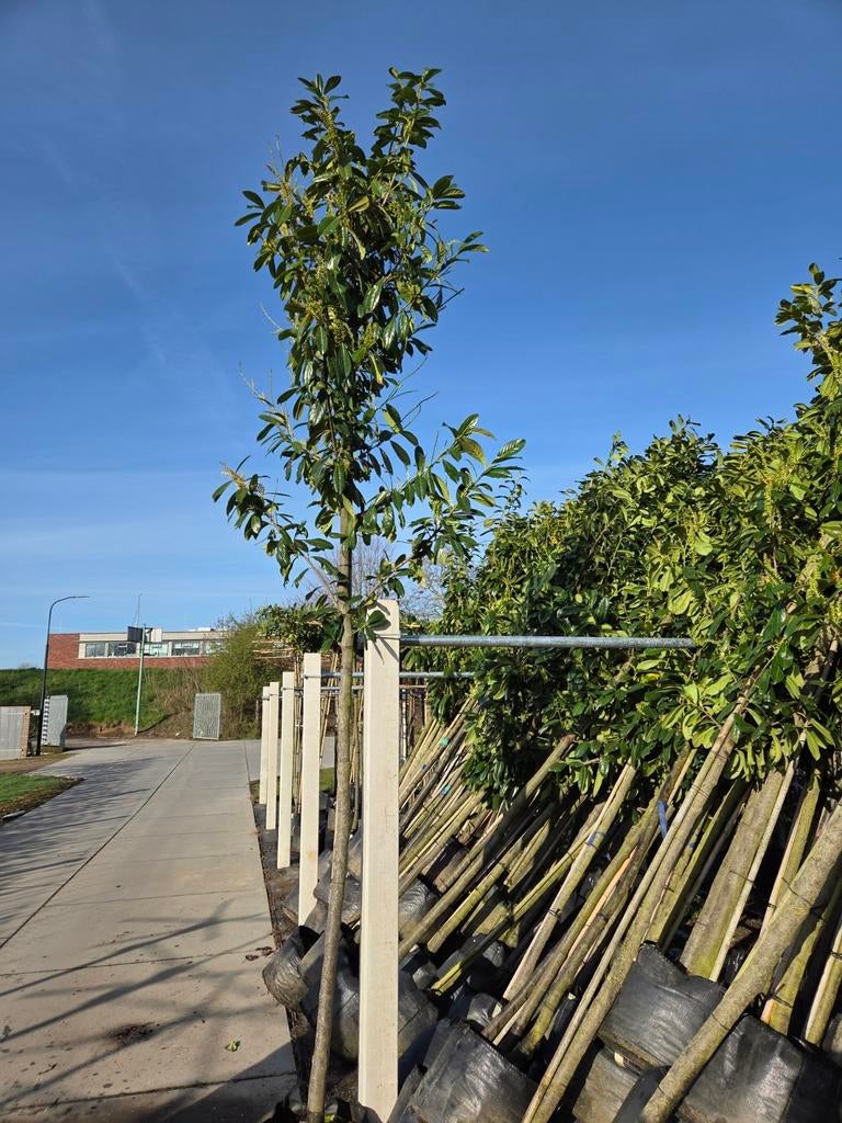 Laurier Prunus Novita – Groenblijvend | Direct Privacy, Tuin en Terras, Planten | Bomen, Ophalen, In pot, Halfschaduw, 100 tot 250 cm