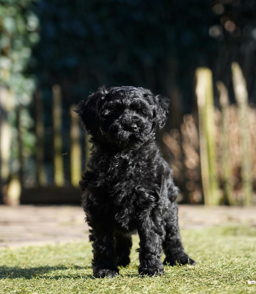 Mini Labradoodle pups | Minidoodle | Dwergpoedel, Parvo, Nederland, 8 tot 15 weken, Meerdere