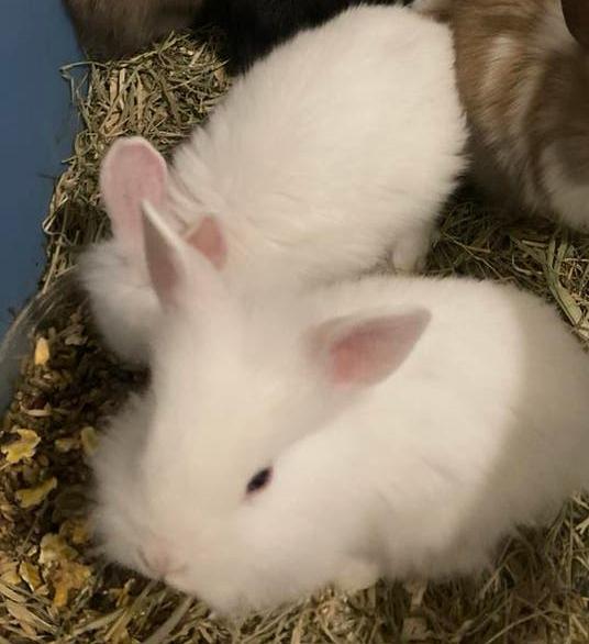 Konijntjes, Meerdere dieren