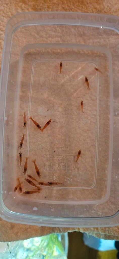 Vuurgarnalen/ garnalen, Dieren en Toebehoren, Vissen | Aquariumvissen, Kreeft, Krab of Garnaal
