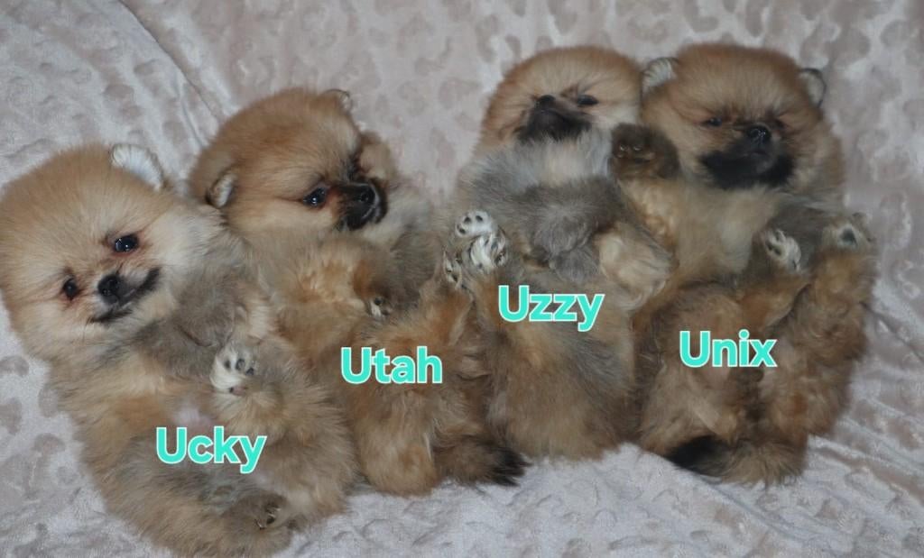 Mini Bearface Reutjes Pomeriaan/Pomeranian Geboren in NL, Dieren en Toebehoren, Nederland, Keeshond, 15 weken tot 1 jaar, Parvo