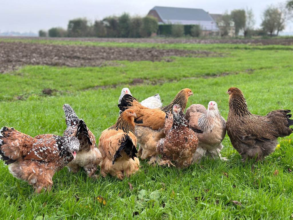 Jonge tamme Brahma kippen gesekst & ingeënt, Dieren en Toebehoren, Pluimvee, Vrouwelijk, Kip