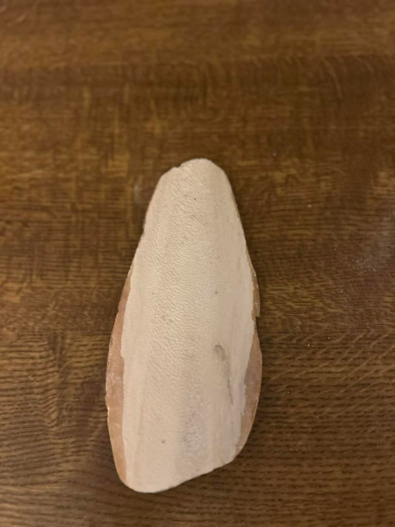 Sepia, natuurlijke calcium bron voor slakken, Dieren en Toebehoren, Slak of Weekdier