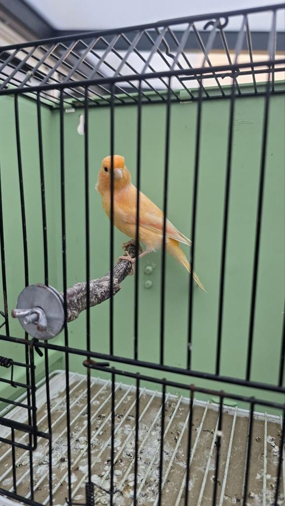 Kanaries pop 2024, Vrouwelijk, Kleurkanarie