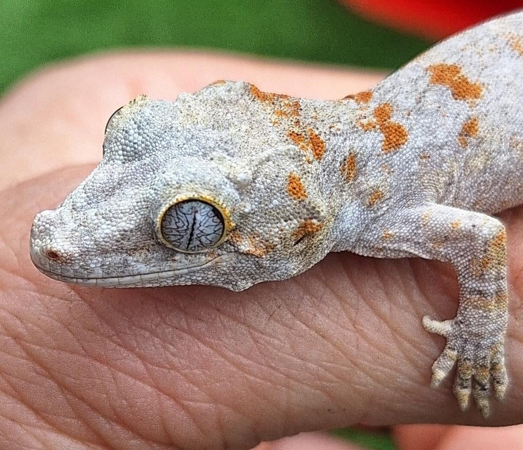 Red/orange blotched gargoyle gekko, Dieren en Toebehoren, Reptielen en Amfibieën, Hagedis, 0 tot 2 jaar