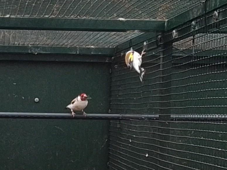Major putter koppel, Dieren en Toebehoren, Vogels | Overige Vogels, Meerdere dieren, Wildzangvogel