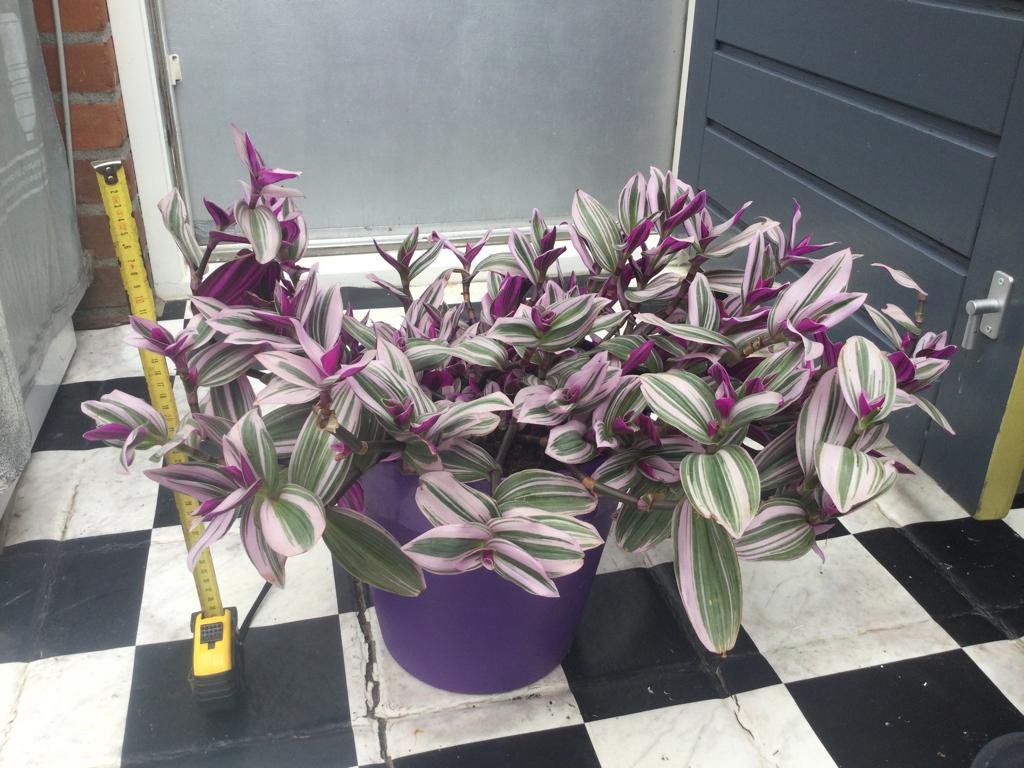 Grote Vaderplant, Huis en Inrichting, Kamerplanten, Ophalen, In pot, Halfschaduw, Minder dan 100 cm