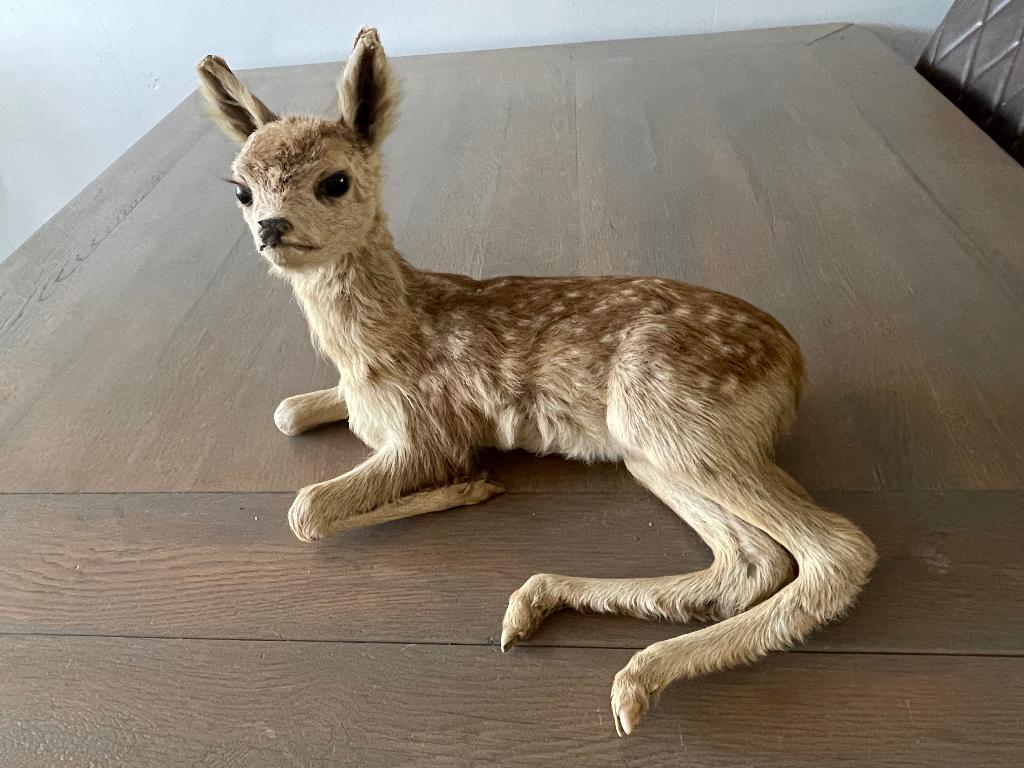 TAXIDERMIE / OPGEZET JONG HERTJE - WD014, Verzamelen, Dierenverzamelingen, Zo goed als nieuw, Opgezet dier, Hert, Ophalen