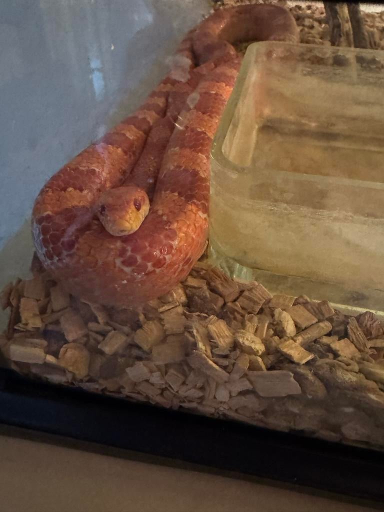 Slang, Slang, Met terrarium, 3 tot 6 jaar