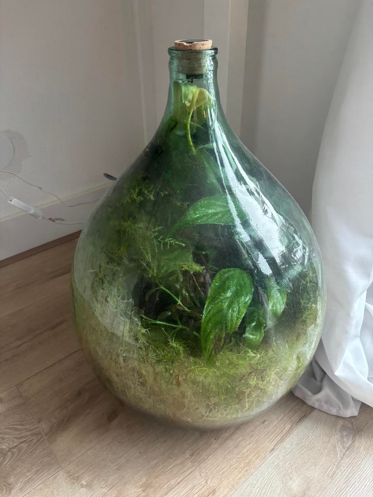 Terrarium / ecosysteem, Ophalen