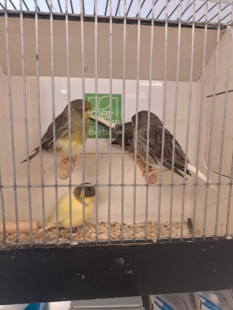 Diverse kleuren gloster kanaries, Dieren en Toebehoren, Meerdere dieren, Kleurkanarie