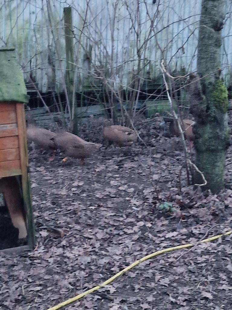 Te koop broedeieren van khaki campbell eenden, Dieren en Toebehoren, Pluimvee, Eend, Geslacht onbekend