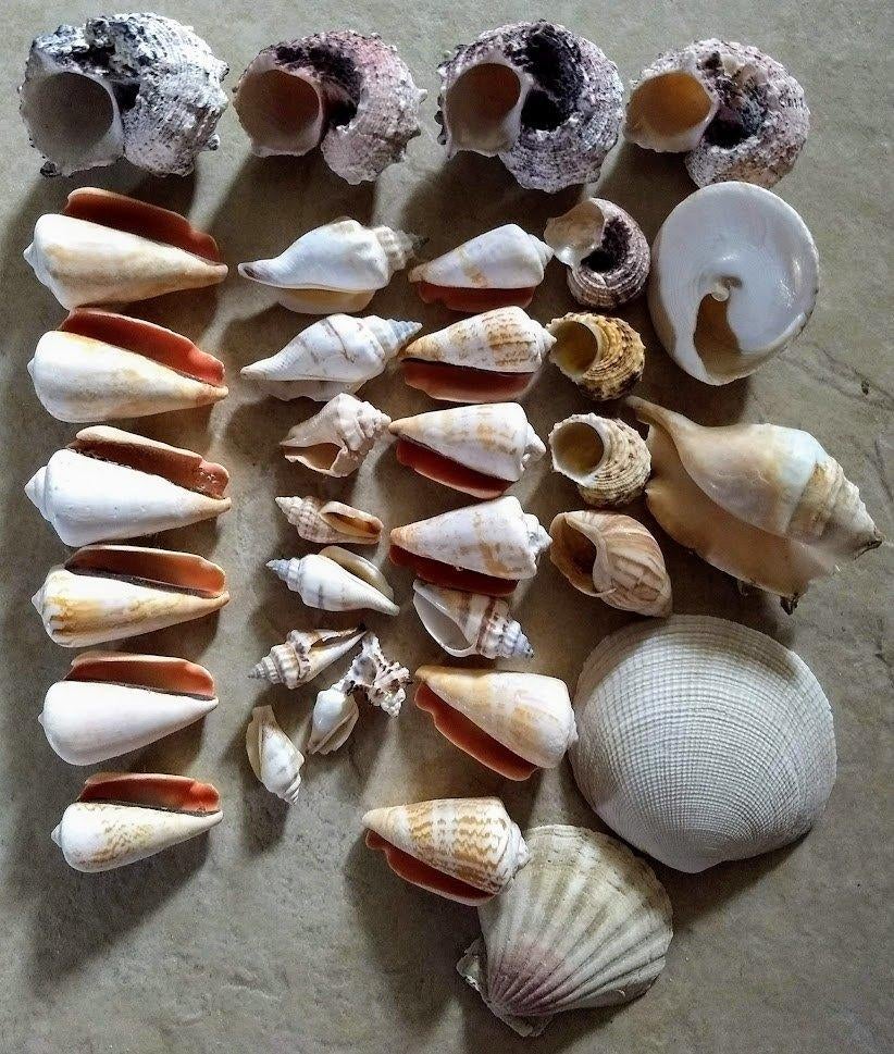 Schelpen Mix small/medium, Ophalen, Zo goed als nieuw