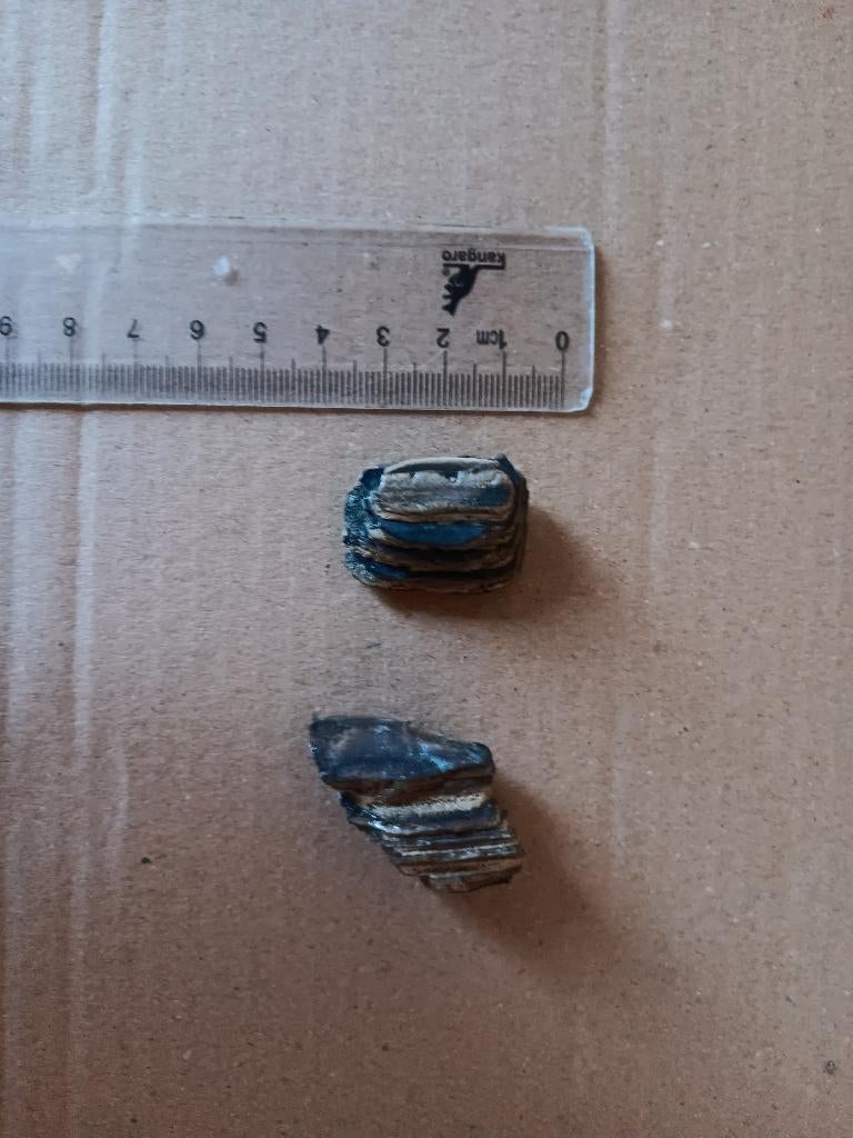 Neochoerus pinckneyi capybara tand fossiel bot peace river, Verzamelen, Verzenden, Fossiel