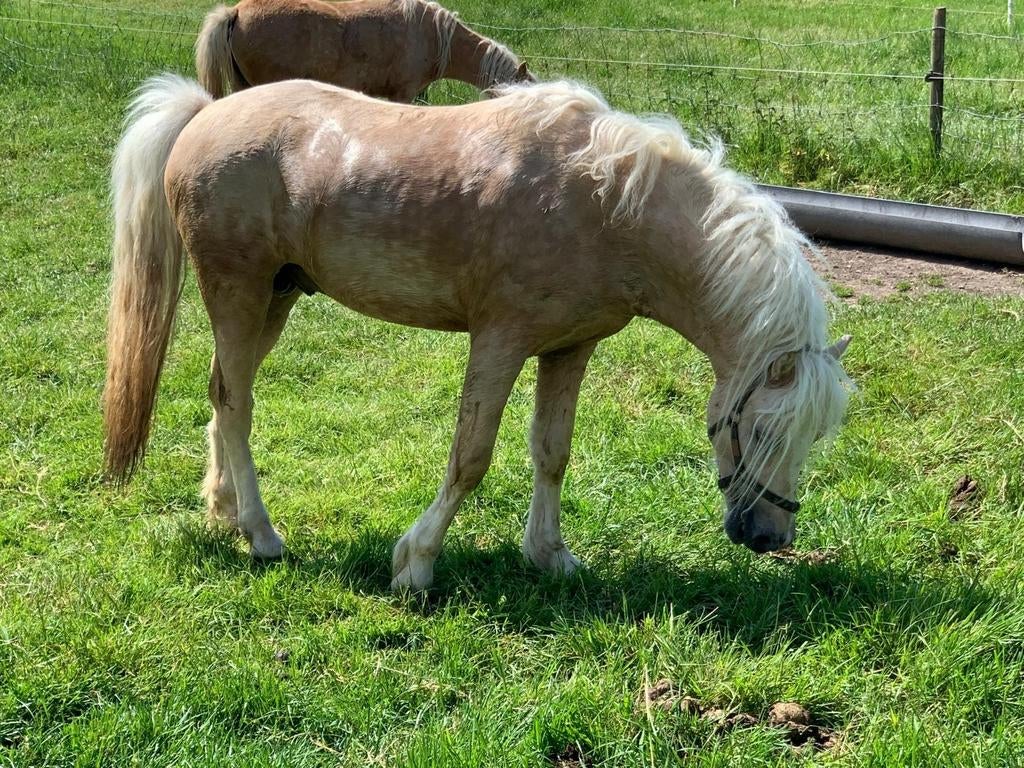 Diverse mooie Welsh A pony's te koop, Dieren en Toebehoren, Meerdere dieren