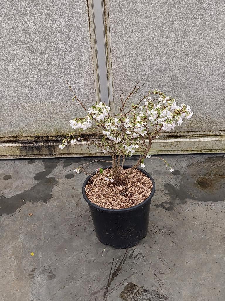 prunus incisa kojou-no-mai, Vaste plant, Halfschaduw, Lente, Ophalen