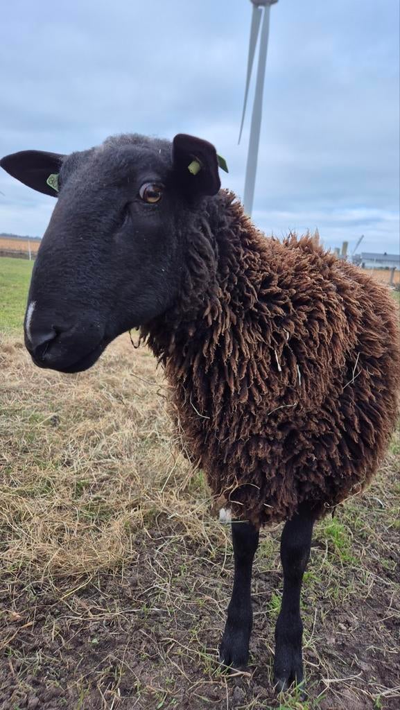 Mooie zwartbles dekram, Dieren en Toebehoren, Schapen, Geiten en Varkens, Mannelijk, Schaap