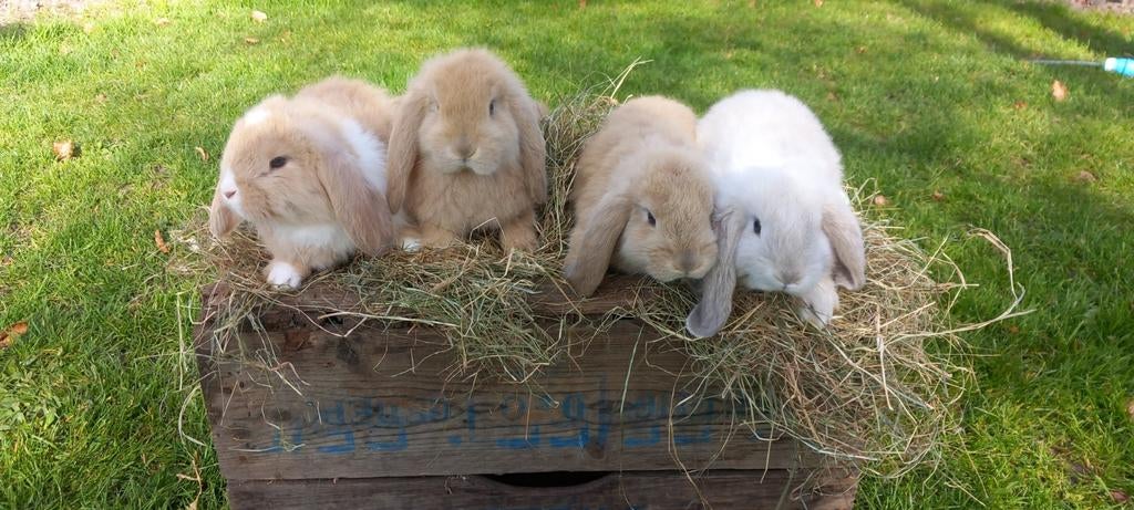 Tamme Franse hangoren, hangoor., Dieren en Toebehoren, Konijnen, Meerdere dieren, Groot, Hangoor, 0 tot 2 jaar