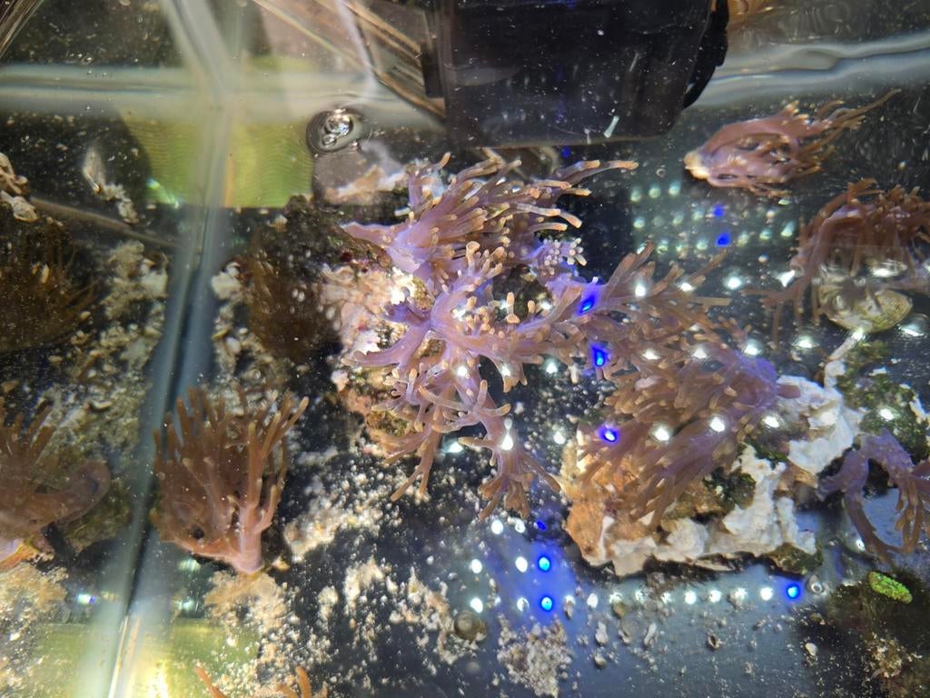 Cespitularia koraal, Overige typen