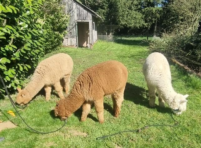 3 hele mooie wandel alpaca's, Juni, Meerdere dieren